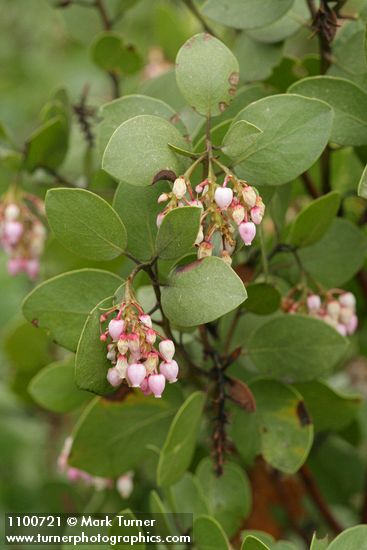 Arctostaphylos patula
