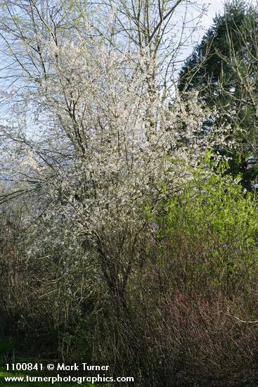 Cherry Plum