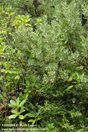 Vaccinium ovatum