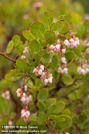 Stanford's Manzanita blossoms & foliage w/ raindrops