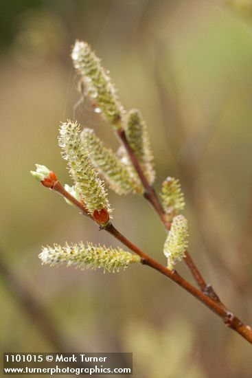 Del Norte Willow female aments