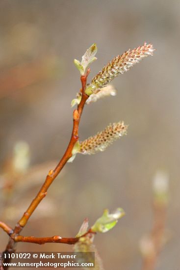 Del Norte Willow female aments