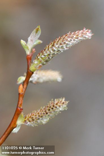 Del Norte Willow female aments