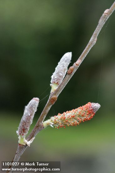 Del Norte Willow male aments