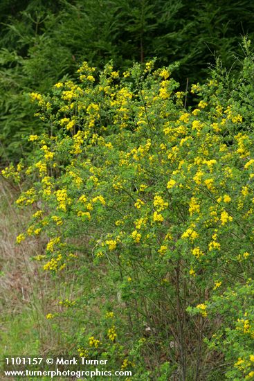 French Broom