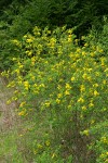 French Broom