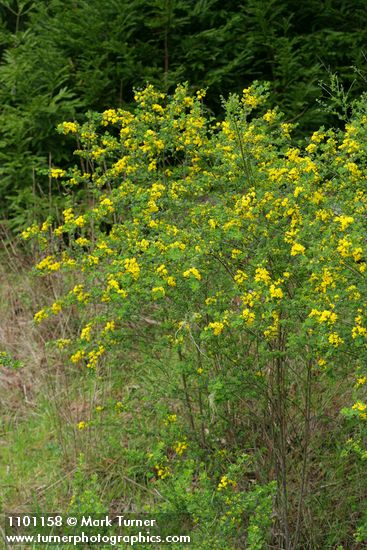 French Broom