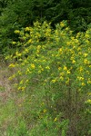 French Broom