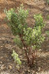 Mallory's Manzanita