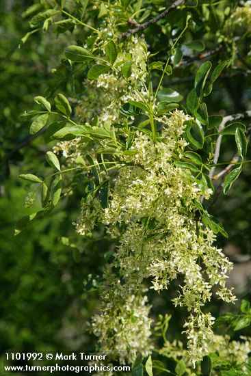 Two Petaled Ash blossoms & foliage