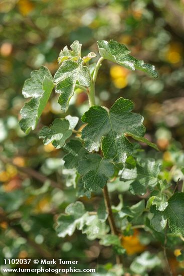 California Flannelbush foliage