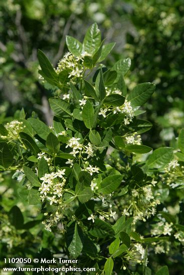 California Hoptree blossoms & foliage