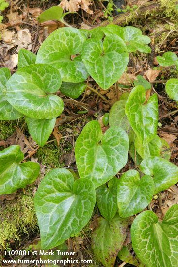 Hartweg's Wild Ginger