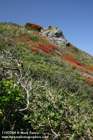 Vaccinium ovatum
