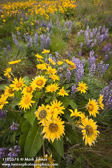 Balsamorhiza sagittata
