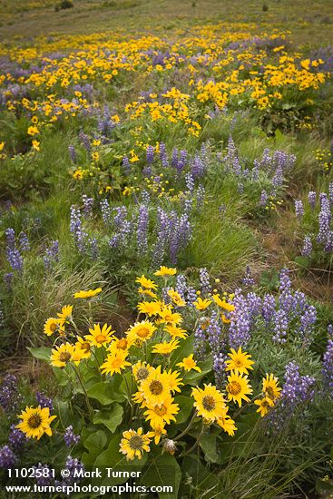 Arrow-leaved Balsamroot & Sulphur Lupines carpet hillside (35mm)