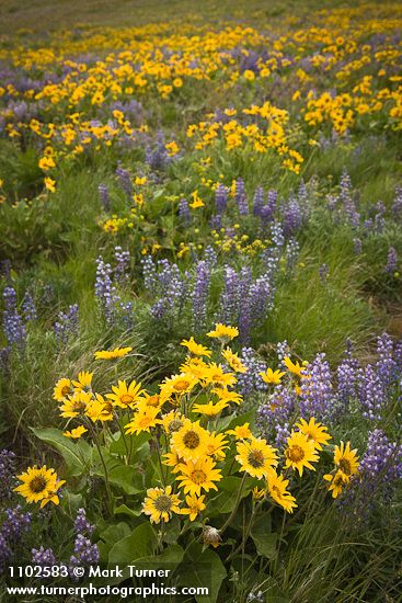 Arrow-leaved Balsamroot & Sulphur Lupines carpet hillside (50mm)