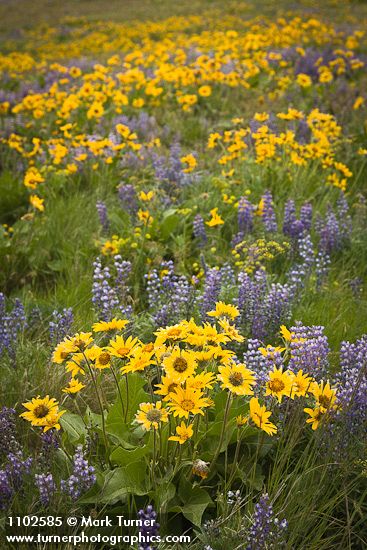 Arrow-leaved Balsamroot & Sulphur Lupines carpet hillside (88mm)