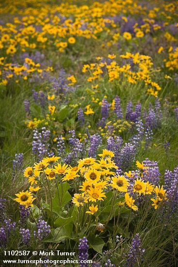 Arrow-leaved Balsamroot & Sulphur Lupines carpet hillside (102mm)