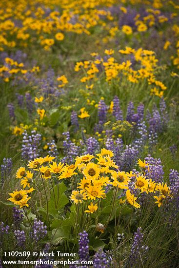 Arrow-leaved Balsamroot & Sulphur Lupines carpet hillside (135mm)
