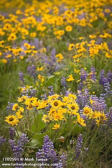 Arrow-leaved Balsamroot & Sulphur Lupines carpet hillside (200mm)