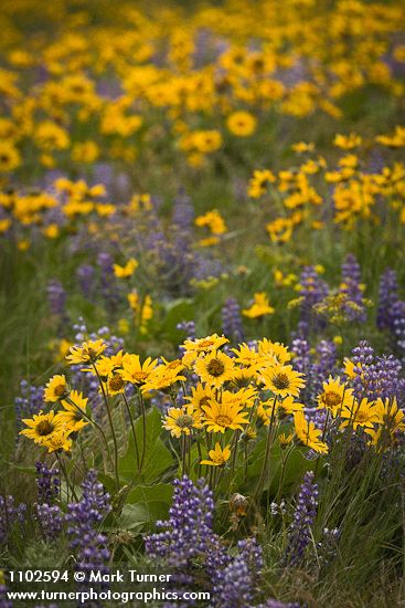 Arrow-leaved Balsamroot & Sulphur Lupines carpet hillside (270mm)