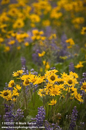 Arrow-leaved Balsamroot & Sulphur Lupines carpet hillside (400mm)