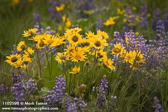 Arrow-leaved Balsamroot & Sulphur Lupines carpet hillside (400mm)