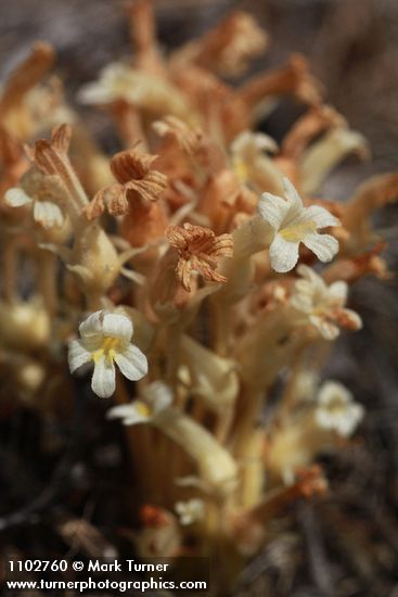 Aphyllon fasciculatum