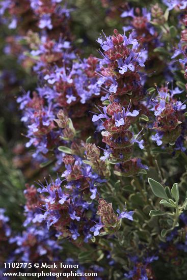Salvia dorrii