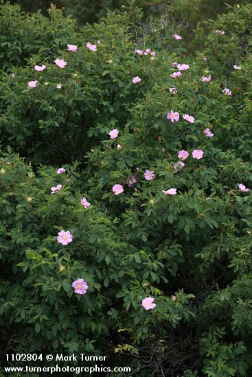 Pearhip Rose