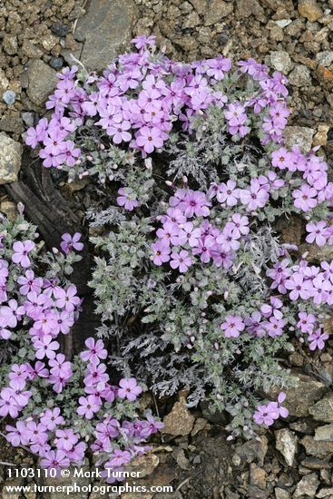 Clustered Phlox