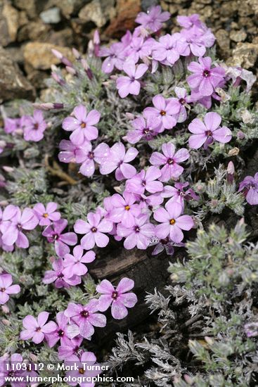 Clustered Phlox