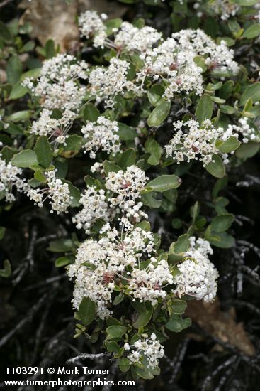 Ceanothus prostratus