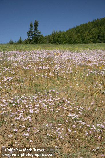 Allium douglasii
