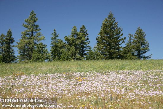 Allium douglasii