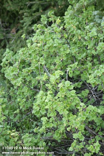 Spiny Gooseberry