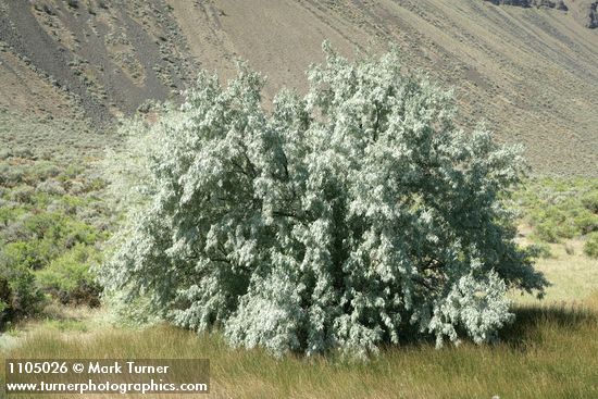 Russian Olive