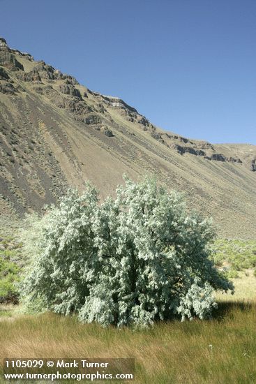 Russian Olive