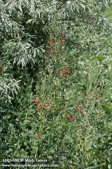 Alkali Swainsonpea