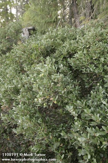 Huckleberry Oak
