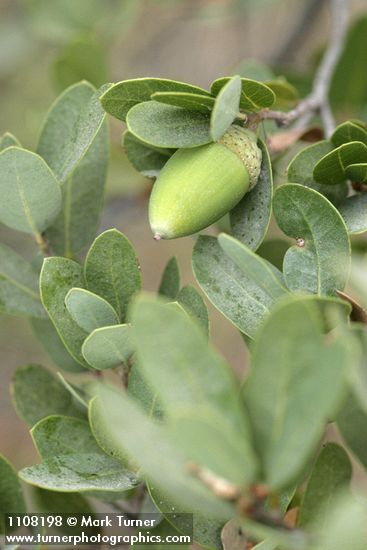 Huckleberry Oak acorn & foliage