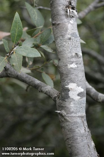 Huckleberry Oak trunk