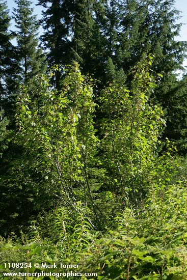 Torrey Maple