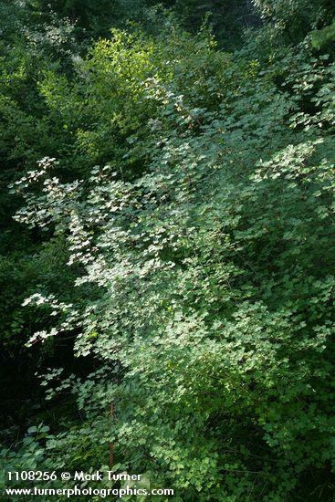 Torrey Maple