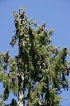 Brewer Spruce crown w/ cones