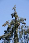 Brewer Spruce crown w/ cones