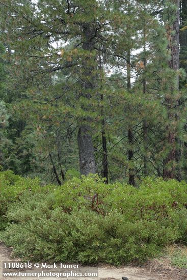 Arctostaphylos patula