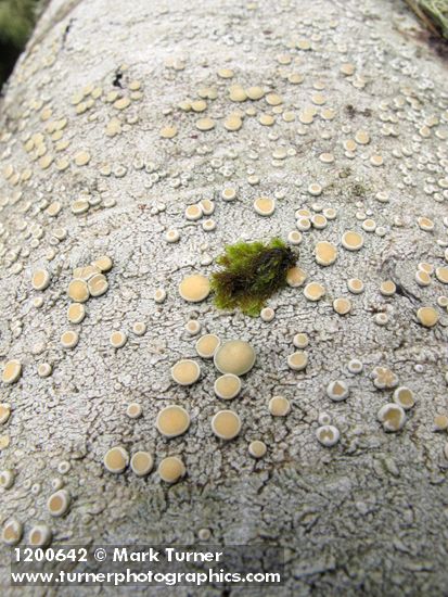 Crustose Lichen on Red Alder cones