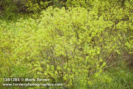 Tracy's Willow